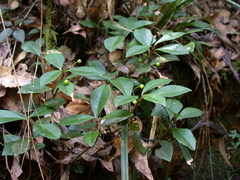Ardisia chinensis