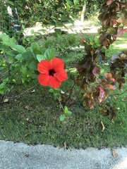 Hibiscus rosa-sinensis