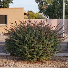 Calliandra californica
