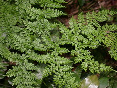 Dryopteris diffracta