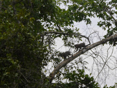 Mandrillus sphinx