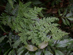 Dryopteris diffracta