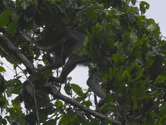 Mandrillus sphinx
