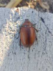 Coleoptera