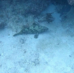 Epinephelus adscensionis