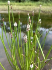 Eleocharis elegans