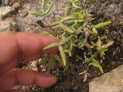 Doryopteris triphylla
