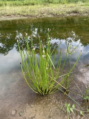 Eleocharis elegans