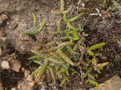 Doryopteris triphylla