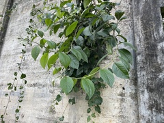 Heliotropium verdcourtii