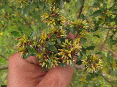 Baccharis tridentata