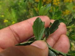 Baccharis tridentata
