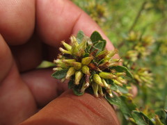 Baccharis tridentata