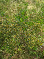 Baccharis tridentata