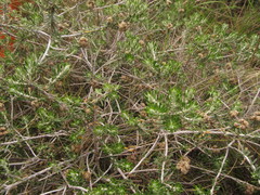 Baccharis patens