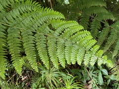 Dennstaedtia bipinnata