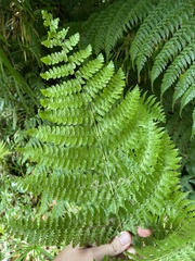 Dennstaedtia bipinnata