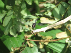 Erythemis plebeja