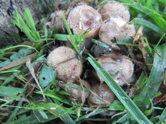 Fungi