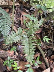 Adiantum latifolium