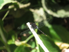 Erythemis plebeja