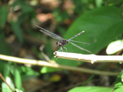 Erythemis plebeja