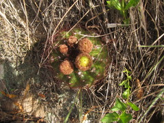 Parodia ottonis