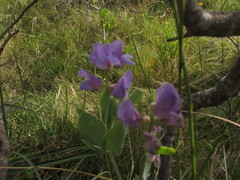 Lathyrus nervosus