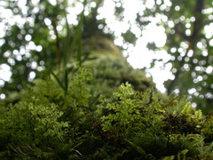 Hymenophyllum denticulatum
