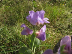 Lathyrus nervosus