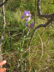 Lathyrus nervosus