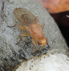 Suillia longipennis