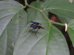 Micropezidae
