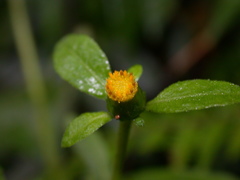 Carpesium divaricatum