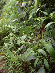 Carpesium divaricatum