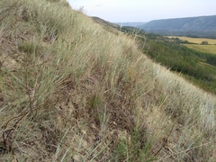 Atriplex gardneri gardneri