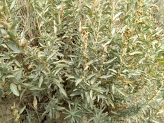 Atriplex gardneri gardneri