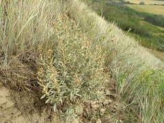 Atriplex gardneri gardneri