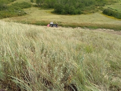 Atriplex gardneri gardneri