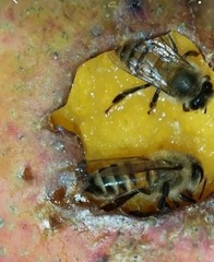 Apis mellifera