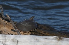 Apalone mutica mutica