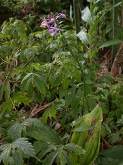 Calanthe dominyi