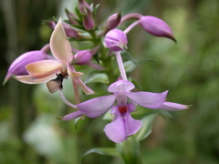 Calanthe dominyi