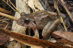 Limnonectes malesianus