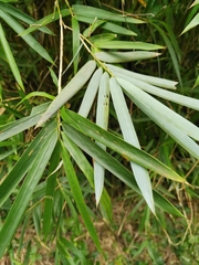 Bambusa multiplex