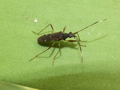 Neopamera neotropicalis