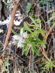 Sedum neovolcanicum