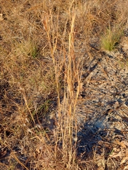 Andropogon gyrans