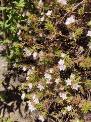Sedum neovolcanicum