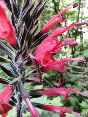 Salvia longistyla